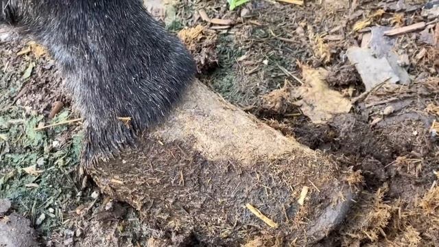 剷除毛驢蹄內血泡！毛驢被變形蹄子折磨，走路撇腳！師傅用刀切掉變形蹄子，好解壓 смотреть онлайн