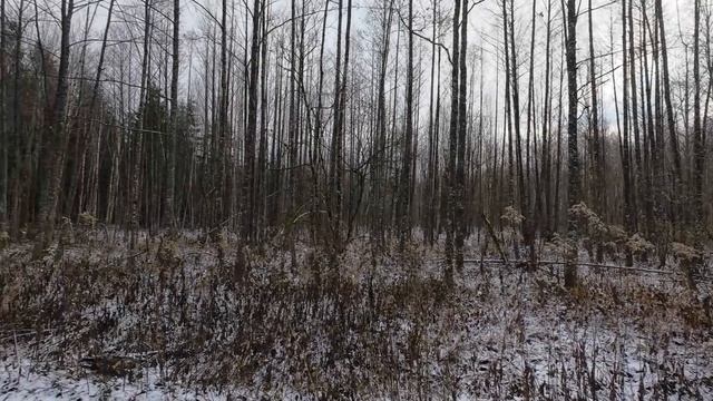 Загонная охота на косулю в начале декабря 2024 смотреть онлайн