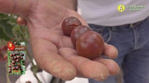 Оригинальный сорт черри ДИКОВИНКА. Невероятно СЛАДКИЙ томат!