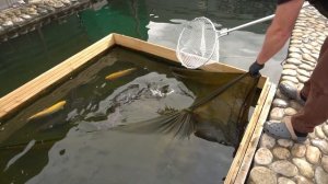 Инкубация икры форели продолжается