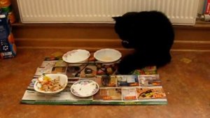Кот пьет ряженку
