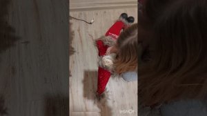 InShot_20250101_155108411.mp4