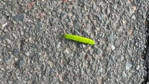 Движение гусеницы 🐛