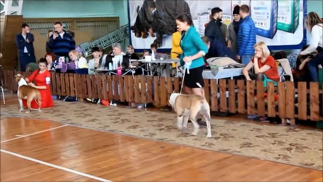 кобели юниоры МОНО АСТ г Новосибирск смотреть онлайн