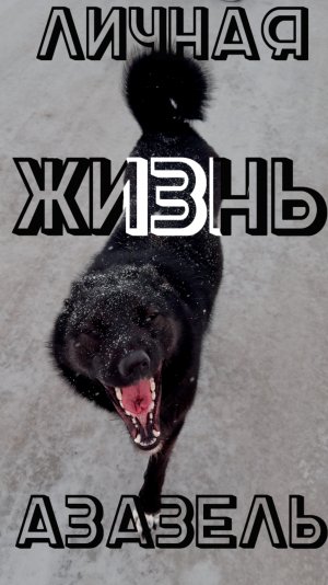 Личная жизнь Азазель 🐕 Прогулка с собакой