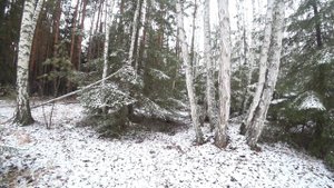 ЗОНА НАГОНКИ ЗАЯЦ БЕЛЯК ВЫШЕЛ НА НОМЕР