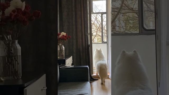 🕊️