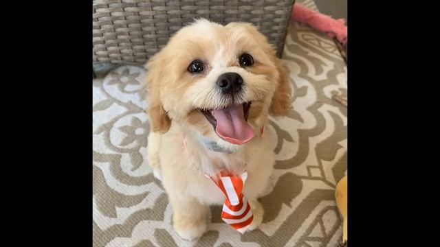 Собачья жизнь смотреть онлайн