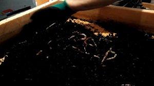 Весна! Дендробена. Маточники и коконы!