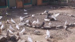 Голубятник Володя у нас в гостях! 18.04.21