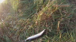 Как поймать щуку в сентябре Мокша Мордовия