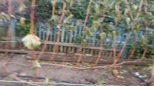 Виноград после первого осеннего заморозка