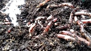 Коконы не кидают? Кидают, еще как!!!