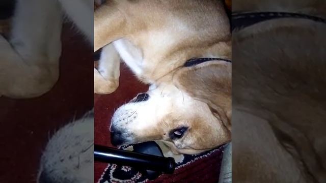 Спящая собака под столом смотреть онлайн