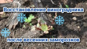 Восстановление виноградника после возвратных заморозков.
