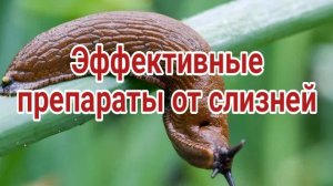 Топ средств против слизней