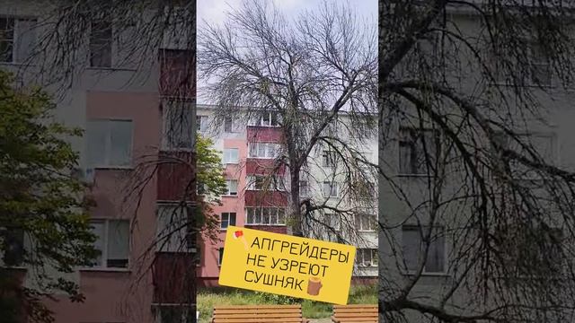 🪓АПГРЕЙДЕРЫ НЕ УЗРЕЮТ СУШНЯК🪵