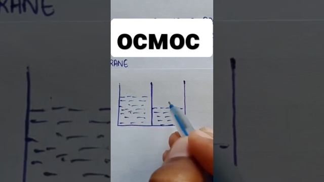 осмос | что такое осмос | осмос в химии