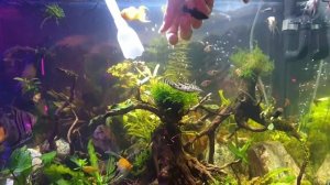 ручную рыбку можно гладить как котёнка