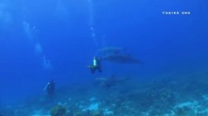 Дельфинотерапия 🐬  Исцеляющие звуки дельфинов _ Dolphins sounds and noises _  Дельфин 🐬