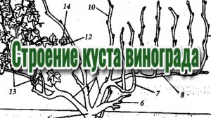 Строение виноградного куста