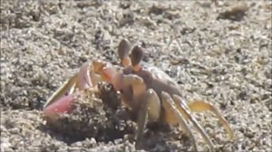 Crabs on the beach