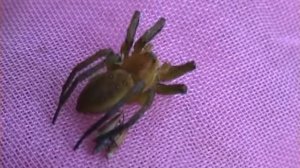 Dolomedes plantarius lovčík mokřadní