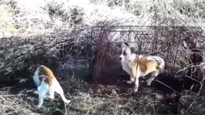 Живоловушка на лис, собак, барсуков