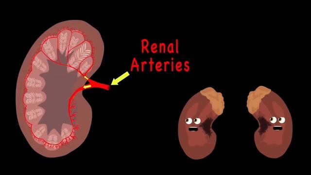 We Are Your Kidneys! | KLT Anatomy
