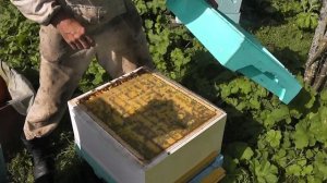 Предстоит зимовка на одном рутовском корпусе