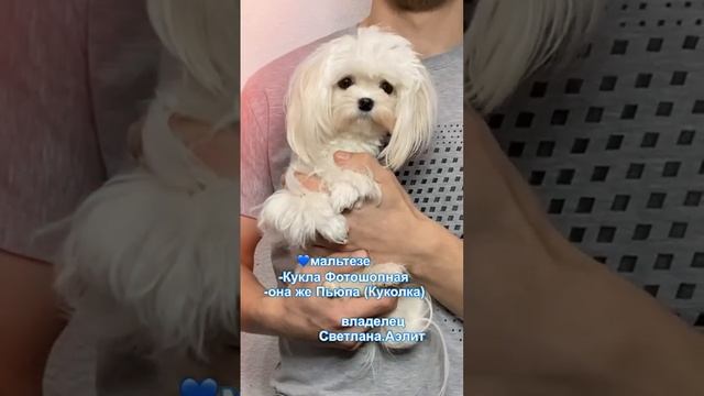 Мальтезе девочка в разведение❣️типаж Корея❣️уже участвует с Племенным Сертификатом💙читайте описание