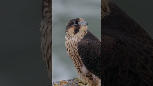 Juvenile Peregrine falcon  just left the nest 2 days ago! #wildlife #birds #birdofprey #nature