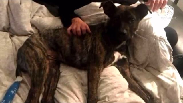 Люди выгнали собаку на мороз , но один парень сделал для неё кое-что смотреть онлайн