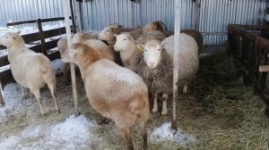 Содержание катумских овец