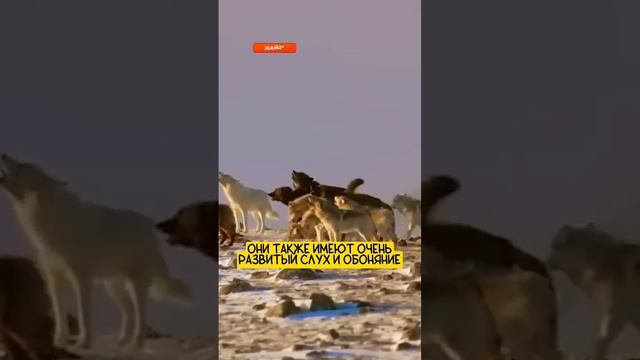 Волки ОХОТЯТСЯ стаей, продумывая каждый шаг 🔥 #интересныефакты #факты #шортс смотреть онлайн