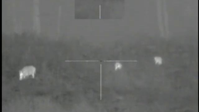 Охота на кабана с тепловизионным прицелом. Thermal Hog Hunting