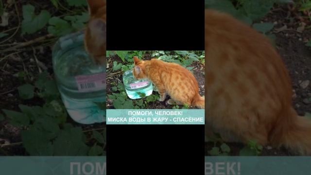 #dog #cat #2024 #love #like #animals #собака #кот #youtube #подпишись #лето #жизнь #животные #life