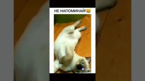 КОТИКИ С ОЗВУЧКОЙ