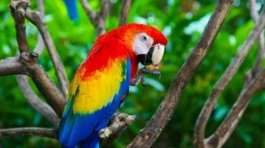 Топ 10 домашних попугаев 🦜