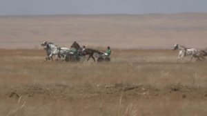 Заезд для лошадей орловской рысистой породы старшего возраста