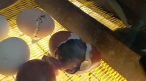 Вылупляются цыплята марана