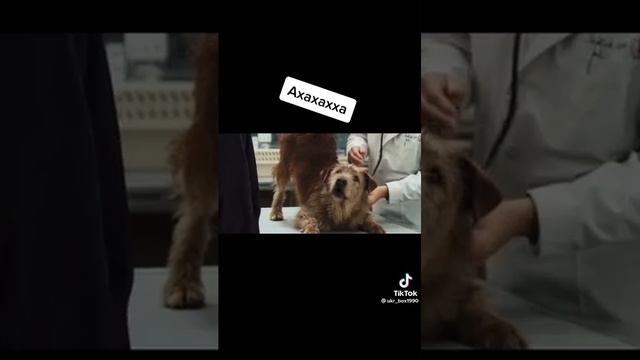 пес градусник дупа смотреть онлайн