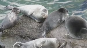 Байкальская нерпа (Baikal seal)