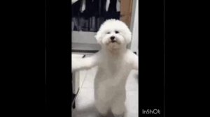 милые видео