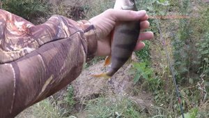 Окунь на Мокше Жегалово Мордовия