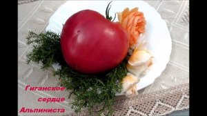 Томат Гигантское сердце альпиниста ( Giant Heart Climber), США