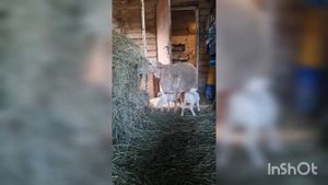 трое сосунков у катумской матки