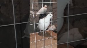 Голуби Армении #pigeons #armenia