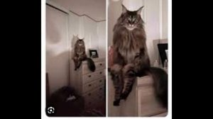 история МЕМА! || кот сидел как человек, но это ни кот и ни человек, кто же он? ||