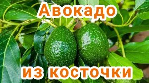 Авокадо из косточек в домашних условиях